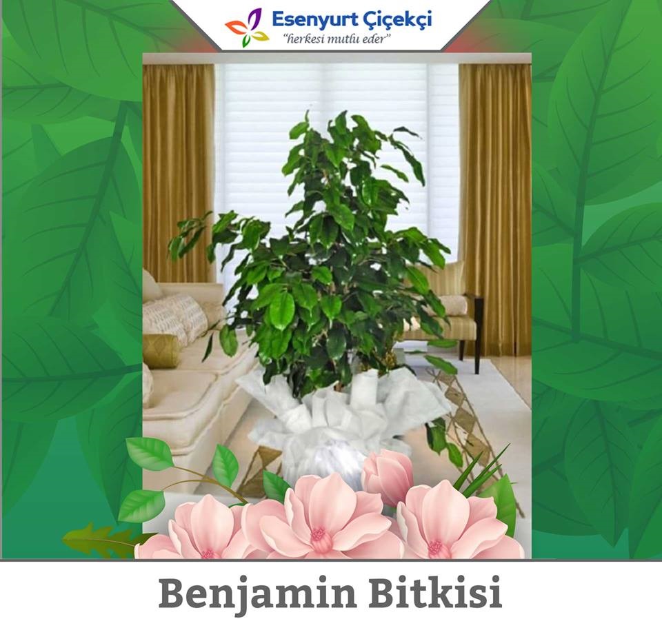 100-cm-benjamin-bitkisi