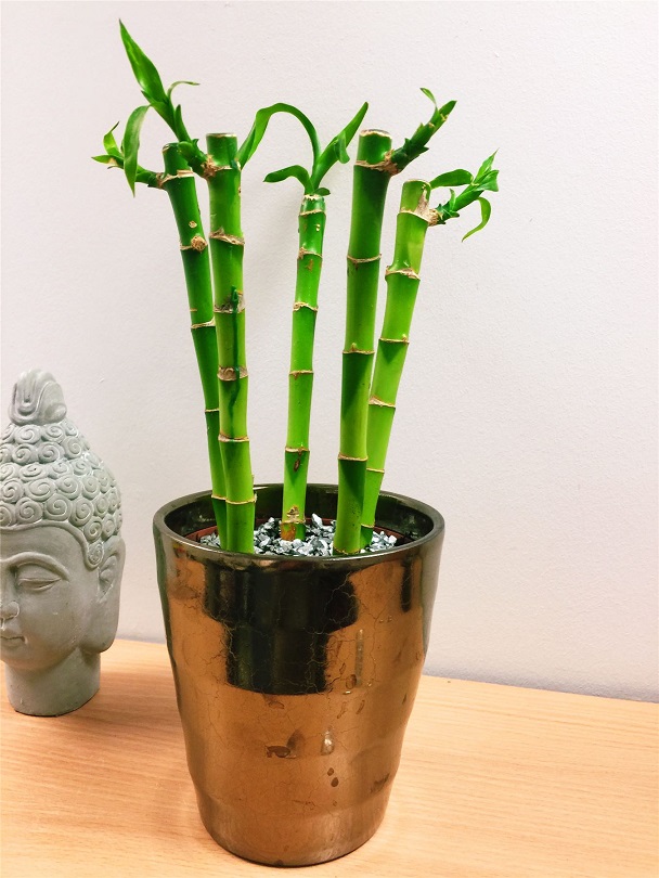 altin-renk-saksida-bambular