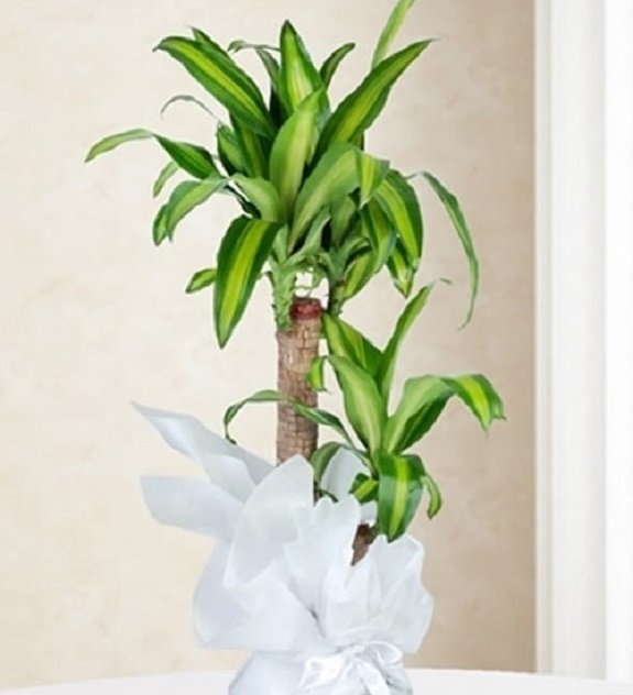 masengena-tuyap-cicek